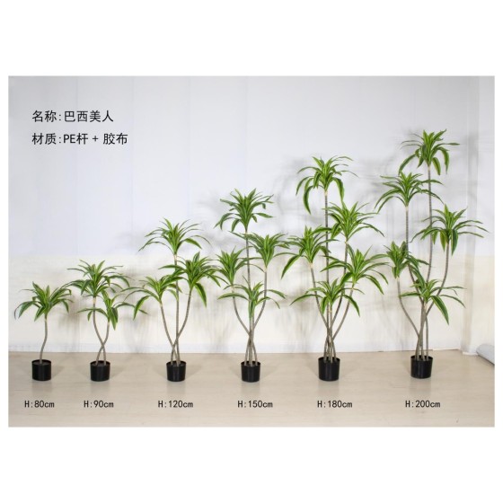 巴西美人A 120cm
