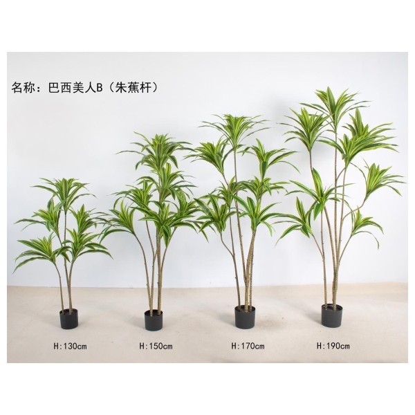 巴西美人B（朱蕉杆） 130cm