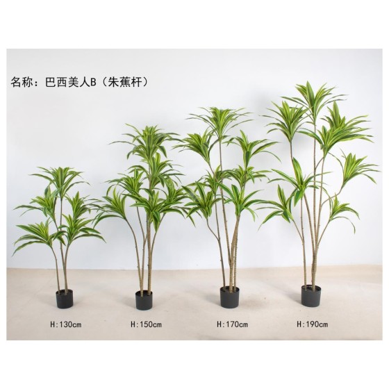 巴西美人B（朱蕉杆） 150cm