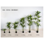 巴西木A（黄芯黄绿杆） 50单杆