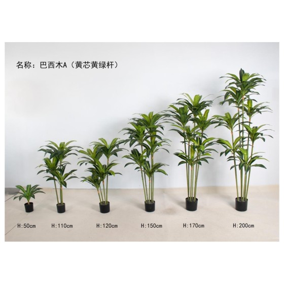 巴西木A（黄芯黄绿杆） 120cm4杆