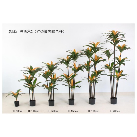 巴西木C（红边黄芯咖色杆） 50单杆