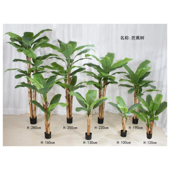 芭蕉树 130cm单杆