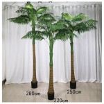 槟榔 360cm