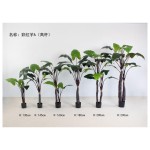 彩虹芋A(高杆) 160cm双杆