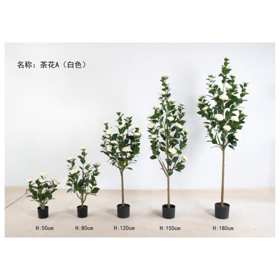 茶花A（白色） 120cm