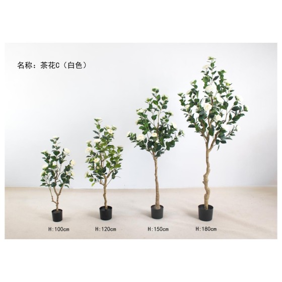 茶花C(白色) 120cm