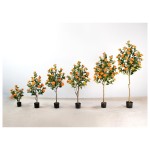 茶花F（日落黄） 120cm