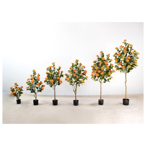 茶花F（日落黄） 120cm
