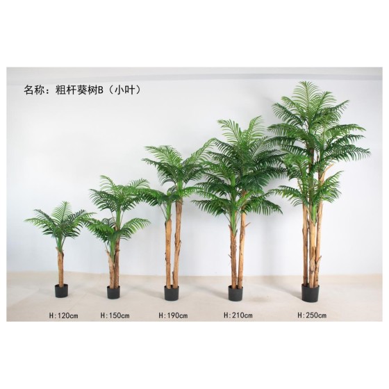 粗杆葵树B（小叶） 150cm2杆