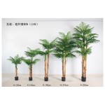 粗杆葵树B（小叶） 250cm4杆