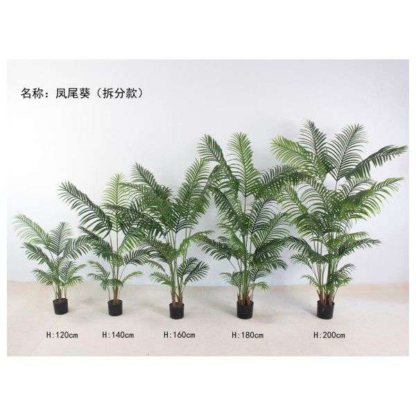 凤尾葵(拆分款） 140cm