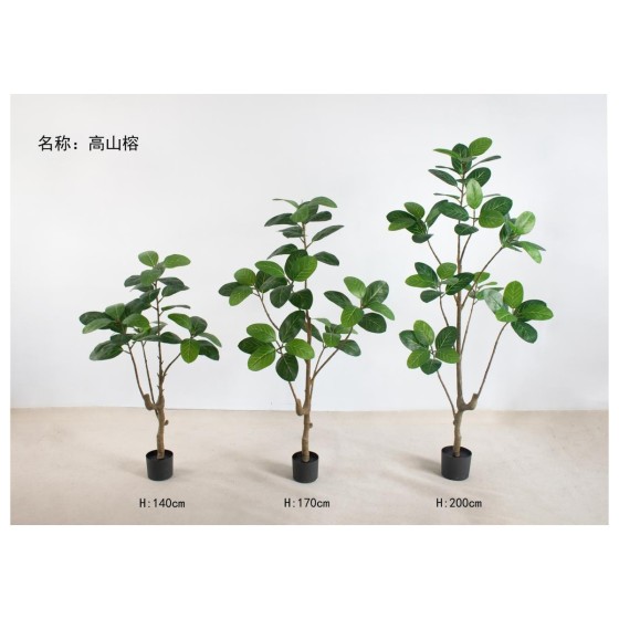 高山榕 200cm8头