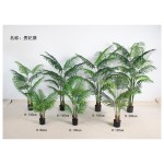贵妃葵 120cm