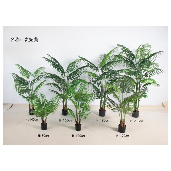 贵妃葵 200cm