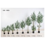 橄榄A 60cm