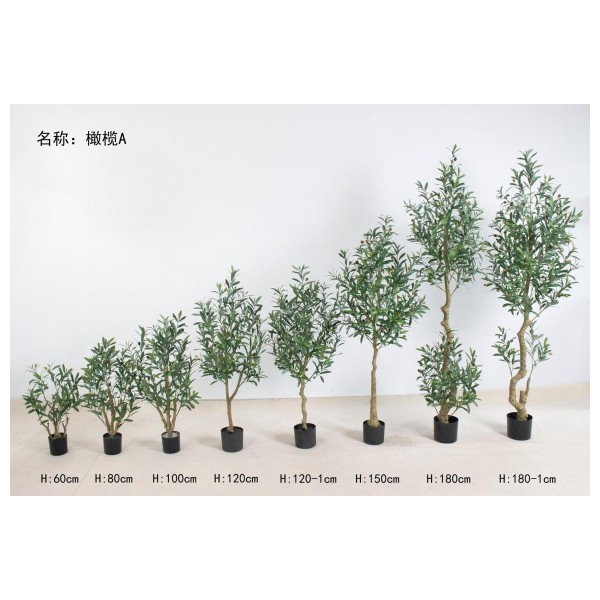 橄榄A 60cm
