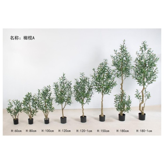 橄榄A 180cm