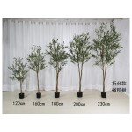 橄榄C（拆分款） 120cm