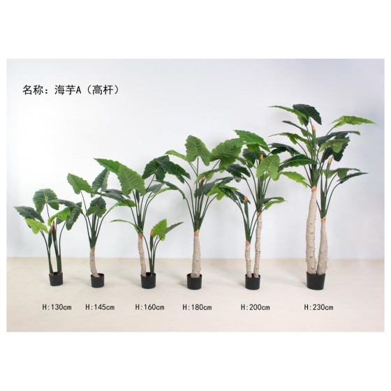 海芋A（高杆） 130cm双杆