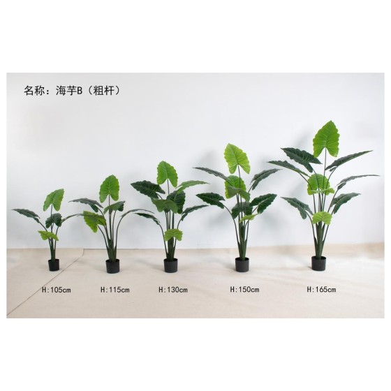 海芋B（粗杆） 115cm