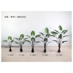 海芋C（绿色白边） 115cm