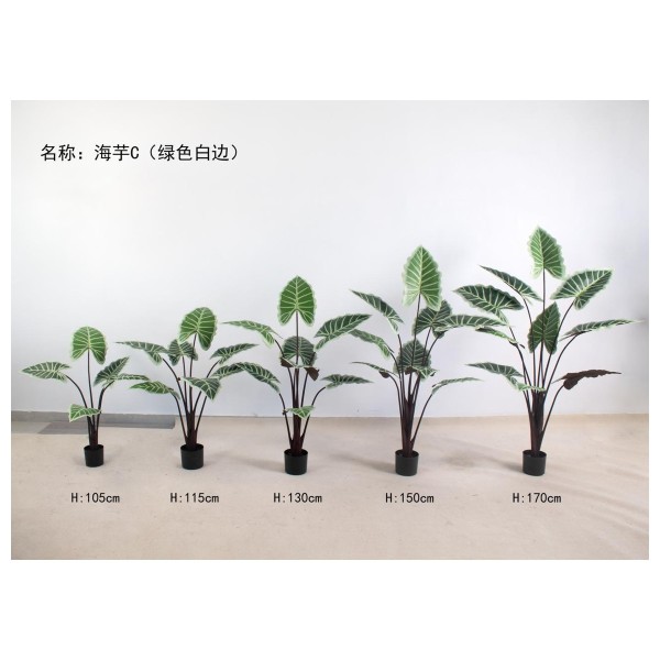 海芋C（绿色白边） 115cm