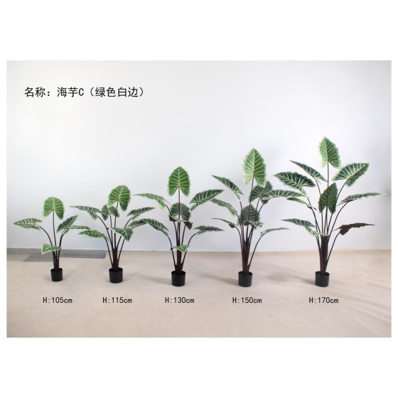 海芋C（绿色白边） 150cm