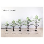 海芋D（白色绿边） 105CM