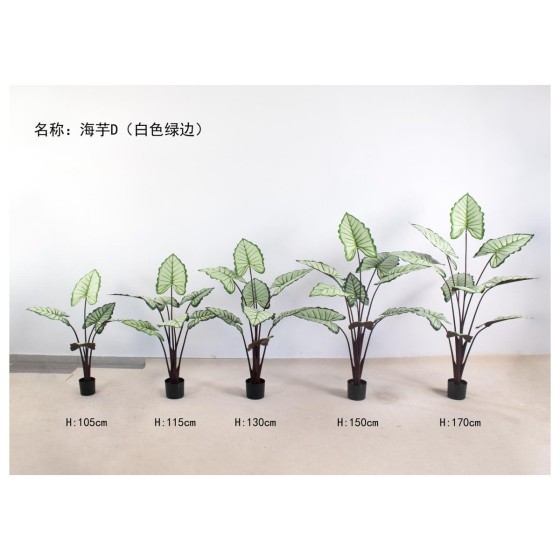 海芋D（白色绿边） 130cm