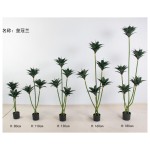 皇冠兰 110cm