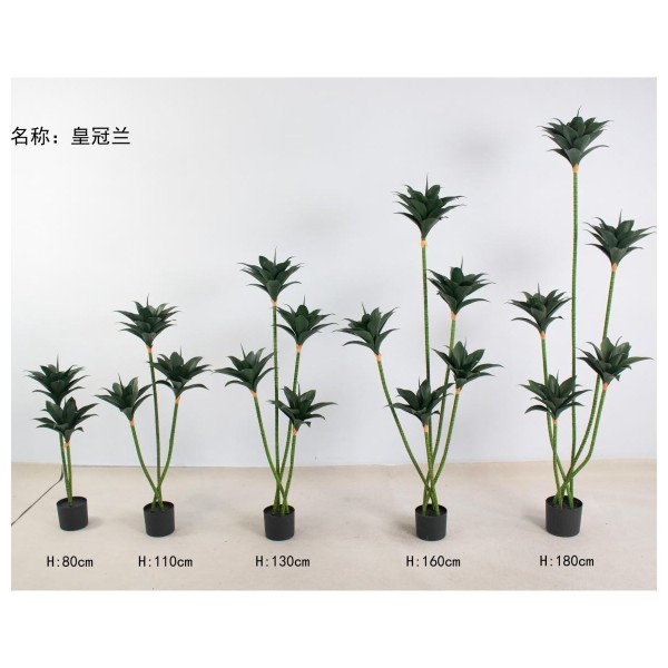 皇冠兰 110cm