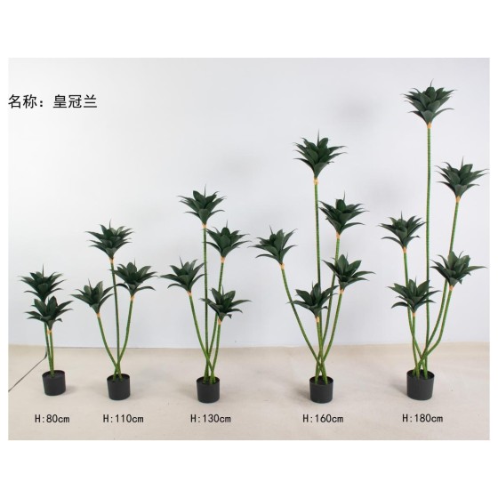 皇冠兰 160cm