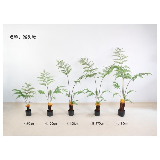 猴头厥 150cm