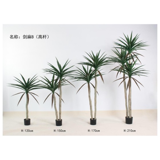 剑麻B(高杆) 150双杆