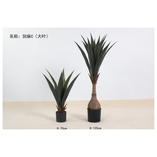 剑麻C（大叶） 70cm