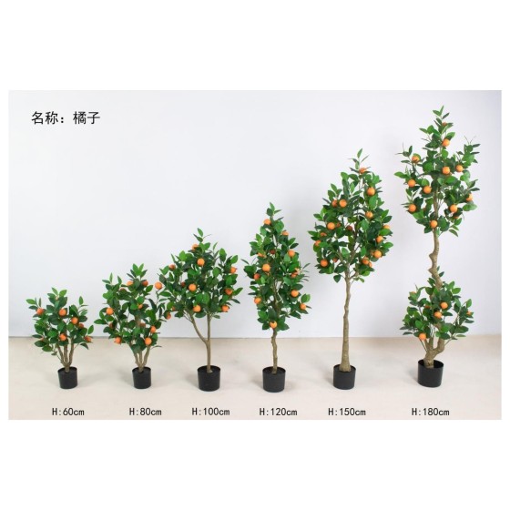 橘子 80cm