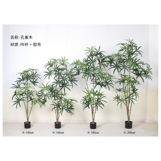 孔雀木（拆分款） 200cm