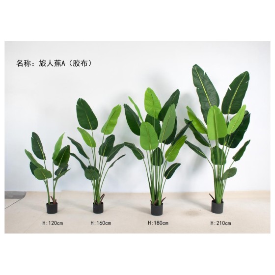 旅人蕉A（胶布） 160cm