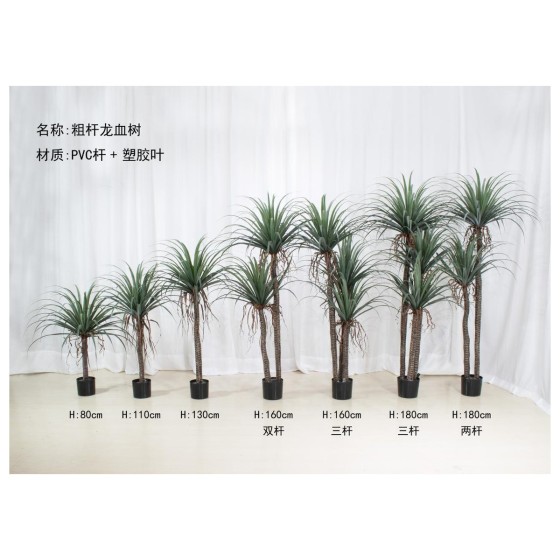龙血树A（粗杆带须） 130cm单杆