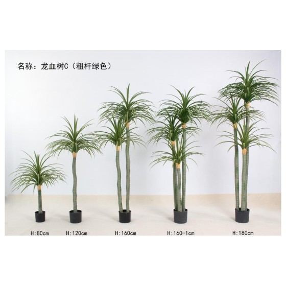 龙血树C（粗杆绿色） 180cm3杆