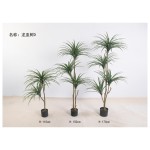 龙血树D 150cm3头