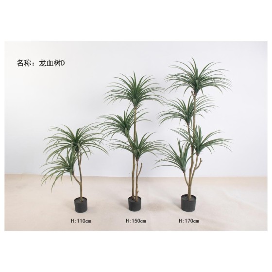 龙血树D 150cm3头