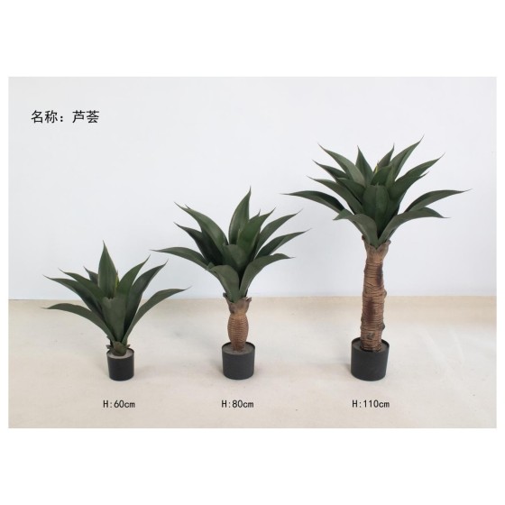 芦荟 60cm