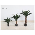 芦荟 80cm