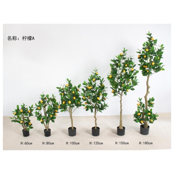 柠檬A 90cm
