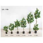 柠檬A 120cm