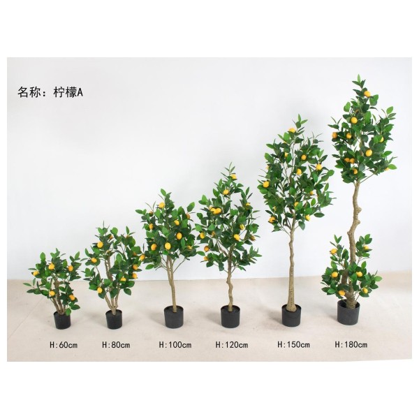 柠檬A 130cm