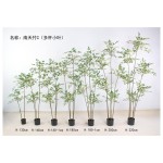 南天竹C（多杆小叶绿色） 130