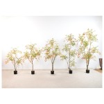 南天竹F(老桩款） 140cm
